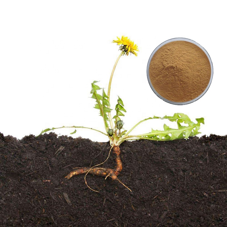 Dandelion Root Extract Powder Taraxol