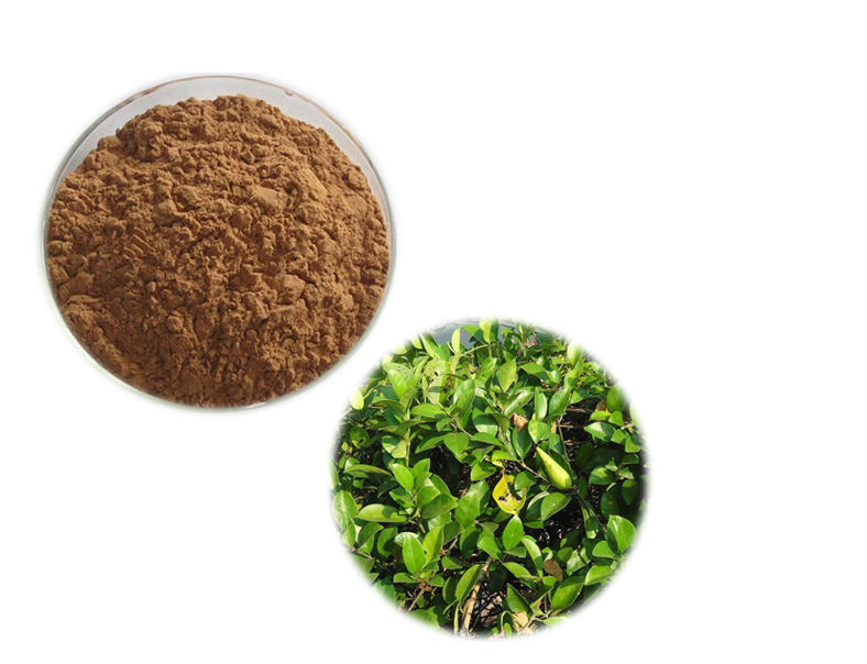 Factory Supply Natural Herbal Extract Gymnema Sylvestre Leaf Extract Powder 25%-75% Gymnemic Acids