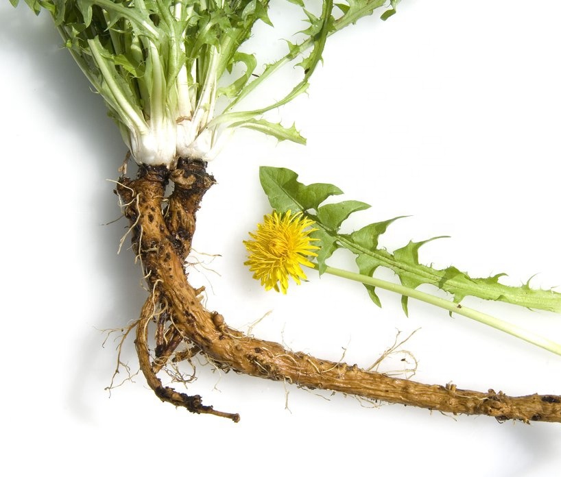 Taraxacum Mongolicum Botanical Herbal Dandelion Root Extract Powder