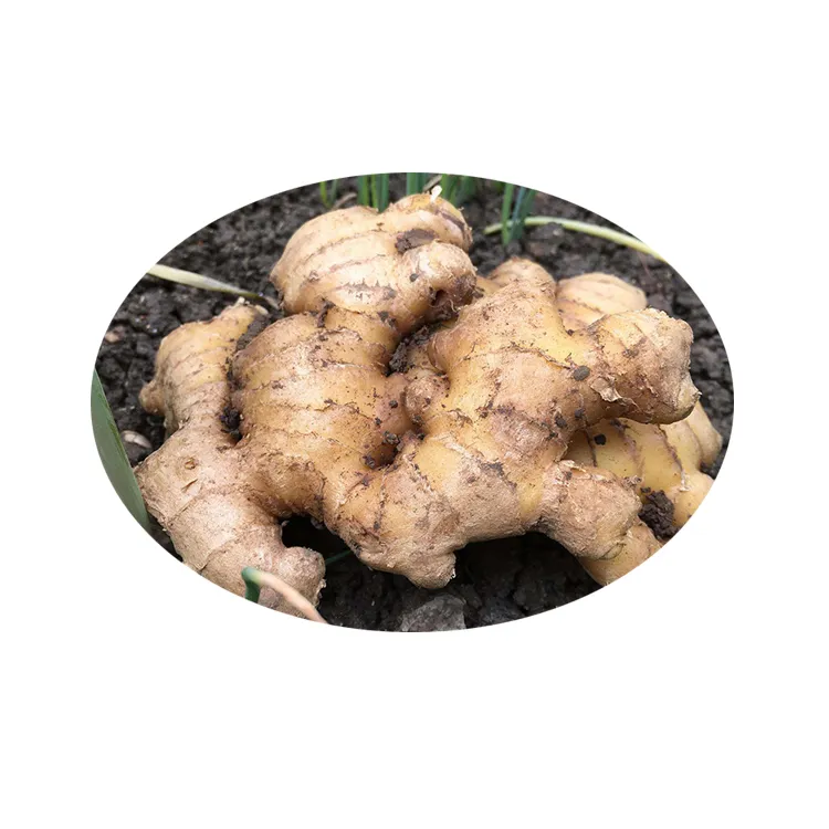 High Quality Chinese Herbal Extract Dried Ginger Extract