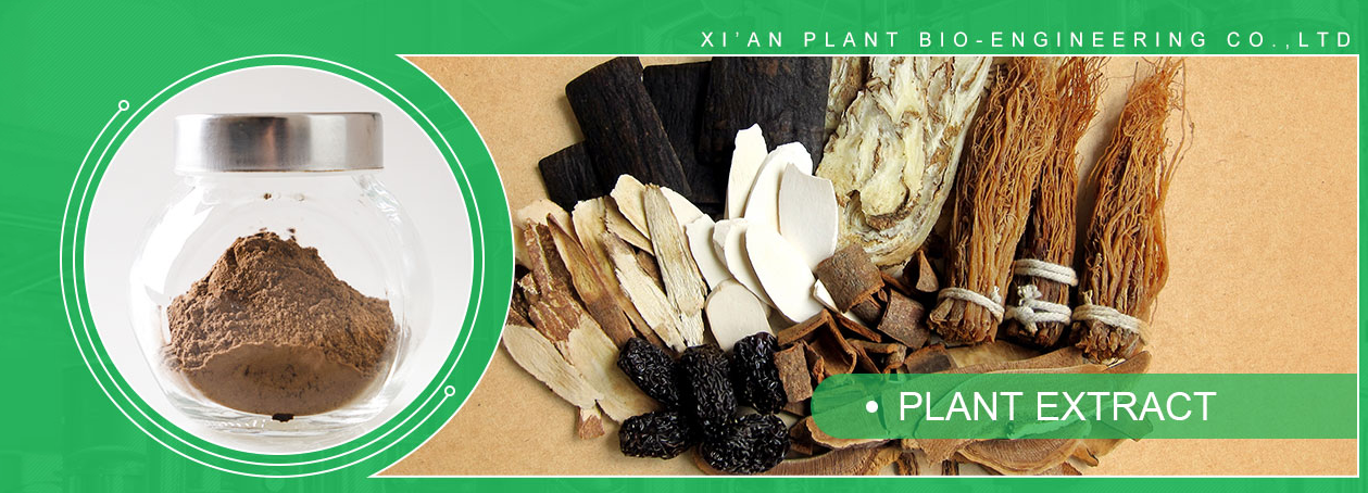 Siberian Ginseng Extract Banner