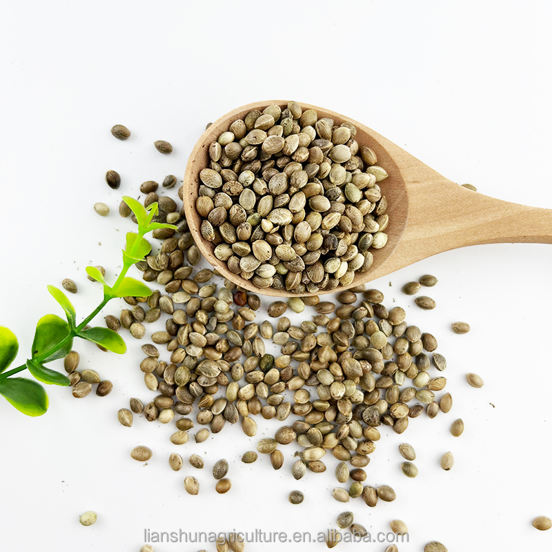 Hemp seeds closeup 2