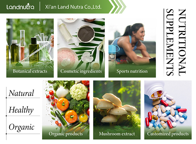 Wholesale Bulk Pure Organic Reishi Mushroom Extract Ganoderma Lucidum Powder Reishi Mushroom Extract Powder