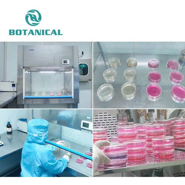 Bci Supply Herbal Extract Moringa Leaf Extract Moringa Leaf Powder