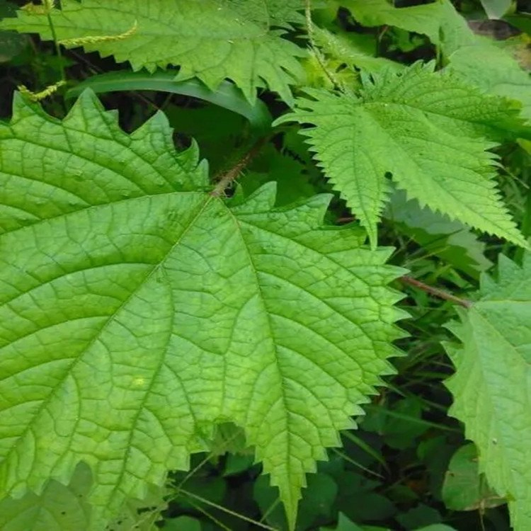 High Quality Nettle Extract Powder with 4: 1 10: 1 100% Natural Herbal Extract Fully Water-Soluble