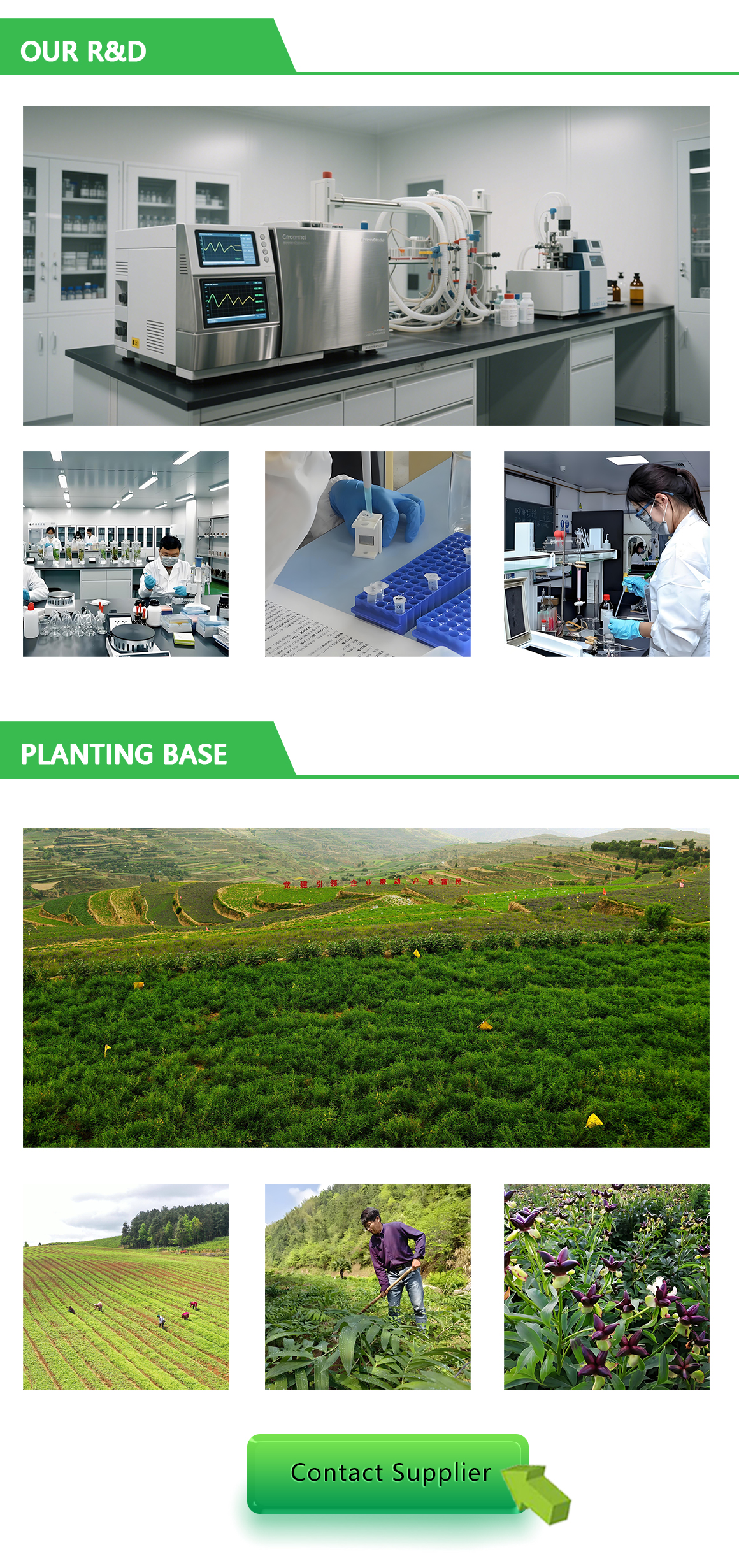 Moringa processing step 6
