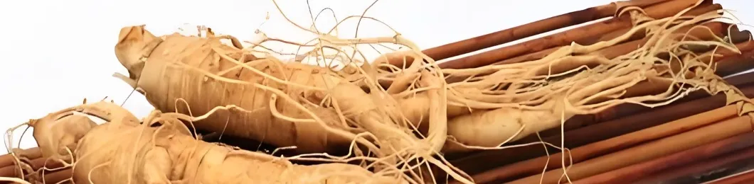 Ginseng Root Extract Banner