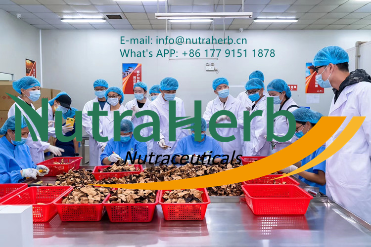 Footer Banner Graphic