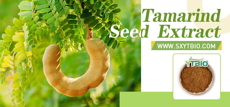 Tamarind Extract Powder Image 1