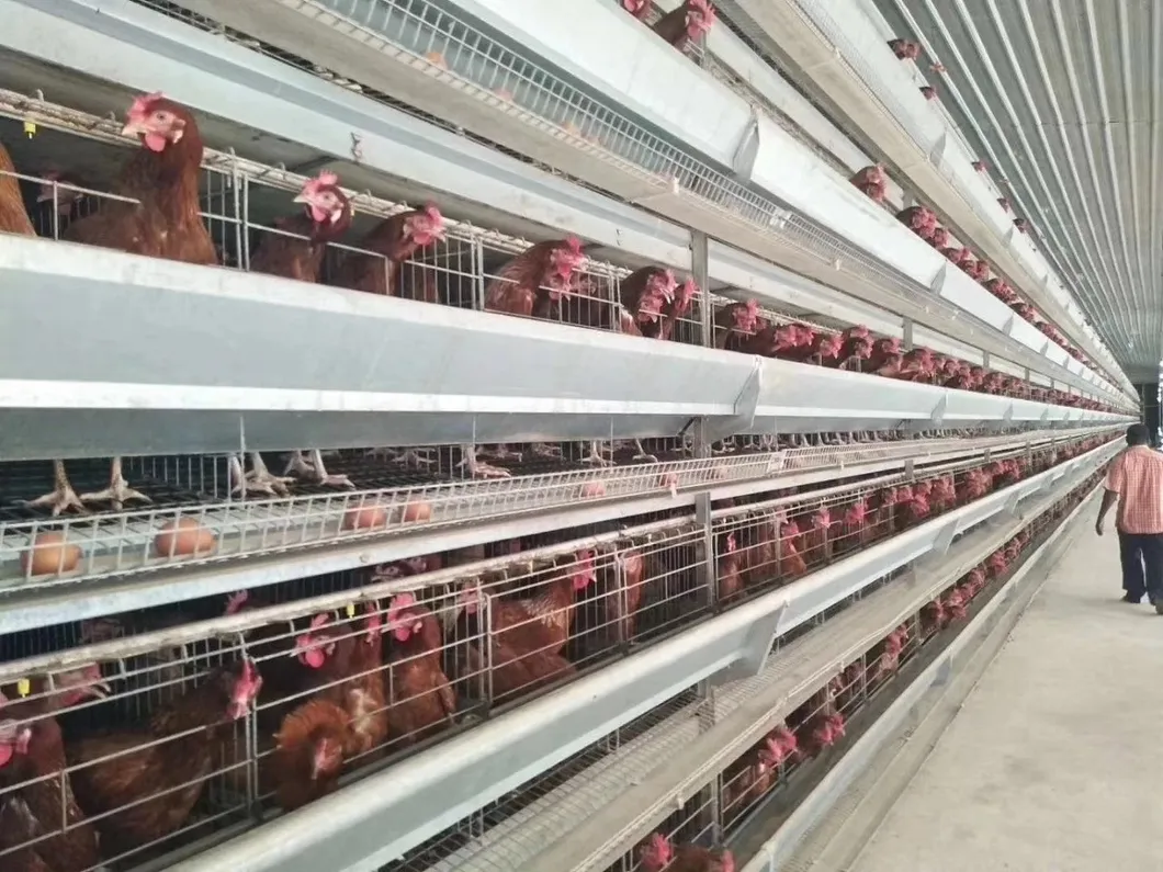 New Budget-Friendly Chicken Coop Solution