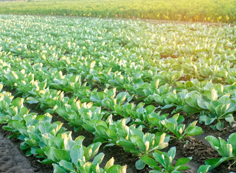 Pesticides - Vegetables