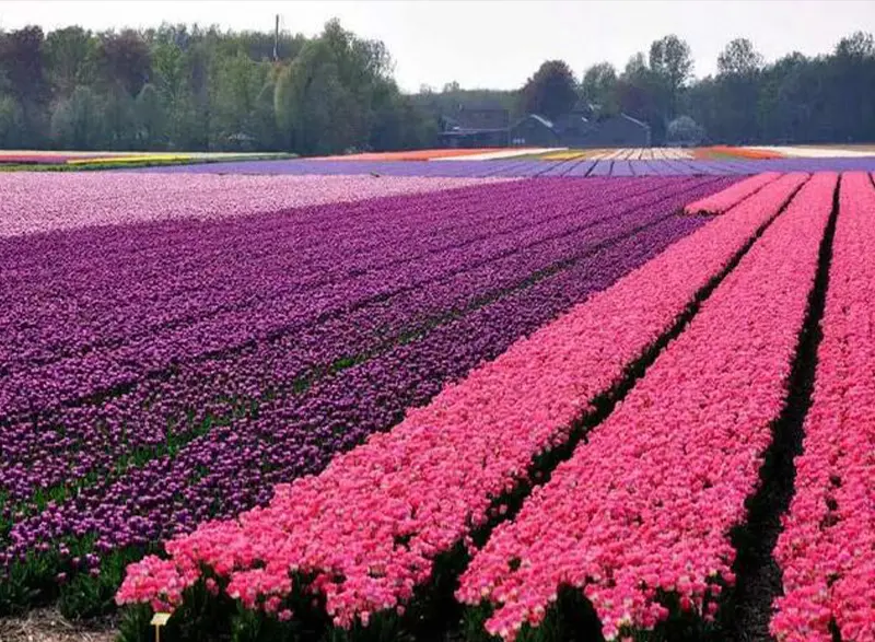 Pesticides - Flora