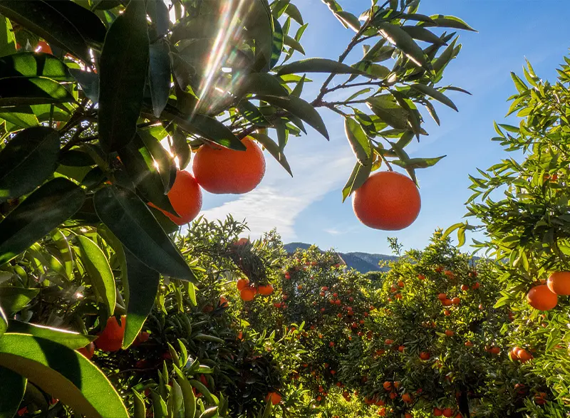 Pesticides - Melons and Fruits
