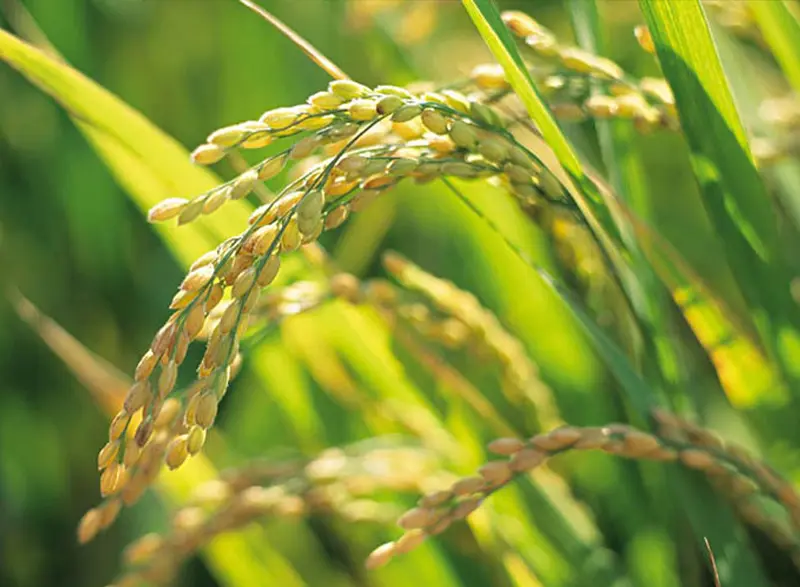 Pesticides - agricultural crops
