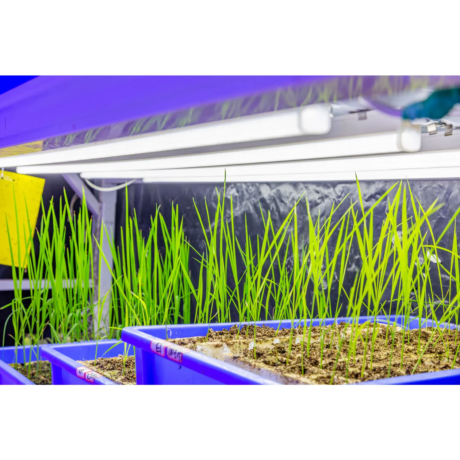 Agricultural High Power LED Grow Light Plant Tube Growth Lamp LED Full-Spectrum Imitation Sun for Indoor Farm Greenhouse Plant Growing Flower Lighting Coloring