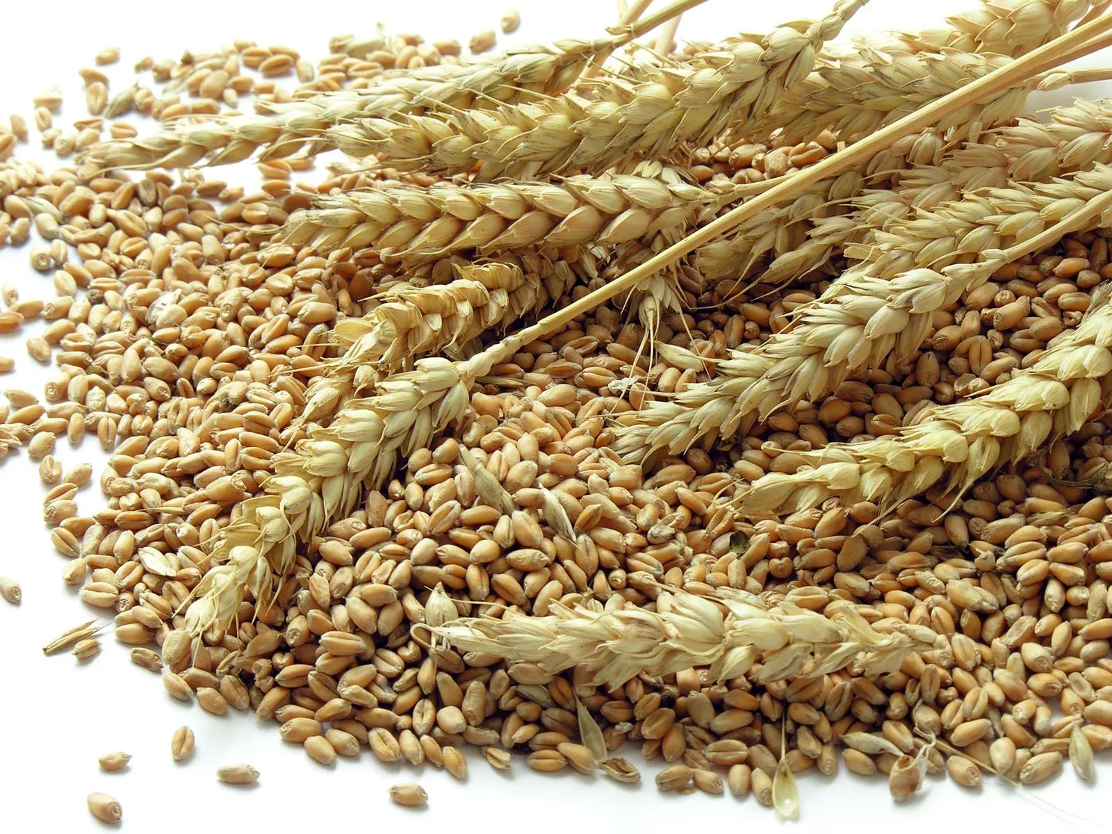 Wheat Grain Image 8