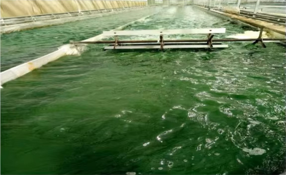 Spirulina Quality Testing