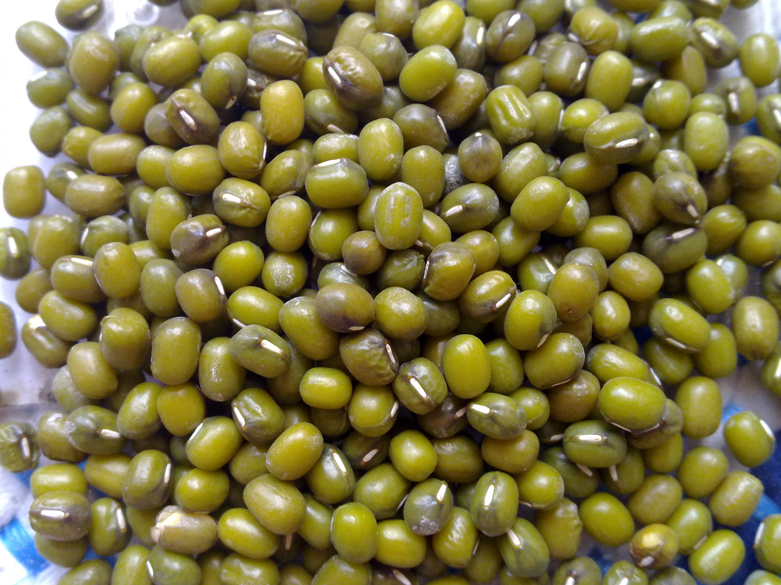 High Quality Buyers Premium Dried Bulk Natural Protein Green Mung Beans