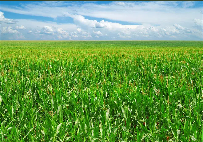 Sweet Corn Nutrition