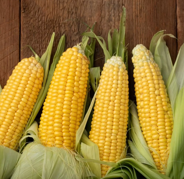 Newly Harvested Non-GMO Whole Fresh Sweet Corn Yellow Maize Crop GMO-Free Fresh Locked Corn
