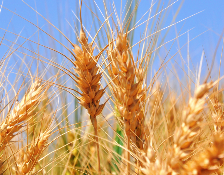 Wholesale Pure Hydrolyzed Wheat Protein Powder 80%-90% Food Grade GMO Free ISO Certified with Bulk Price