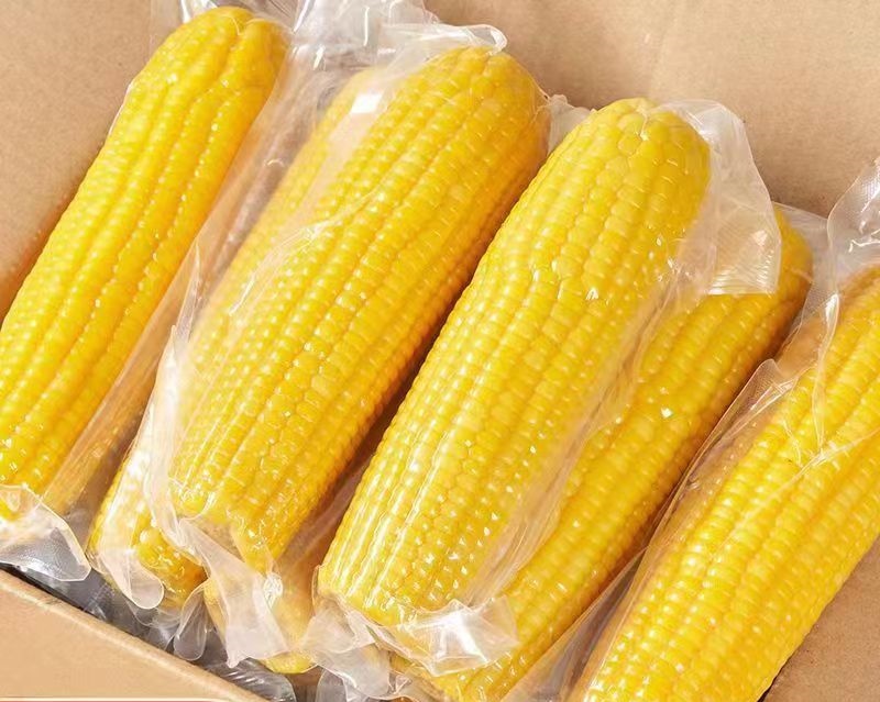 Newly Harvested Non-GMO Whole Fresh Sweet Corn Yellow Maize Crop GMO-Free Fresh Locked Corn