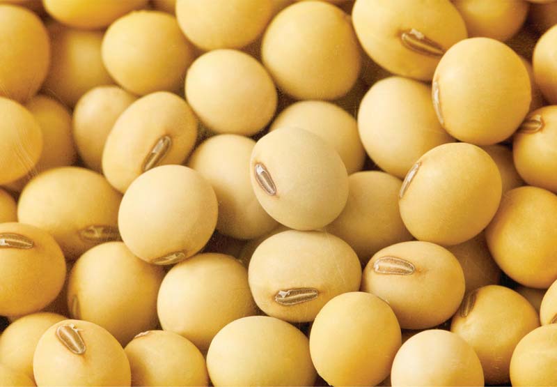 Premium Non GMO Soybeans High Protein Bulk 50kg Bags Export Quality Grade Moisture 13% Minimal Impurities Sunrise Impex 12