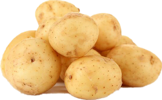 Potato Protein Powder
