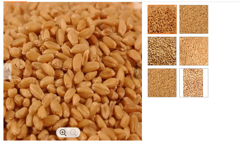 Wheat Grain Image 2