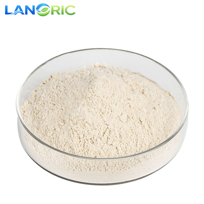Fava Bean Protein Powder Food Grade Fava Bean Extract