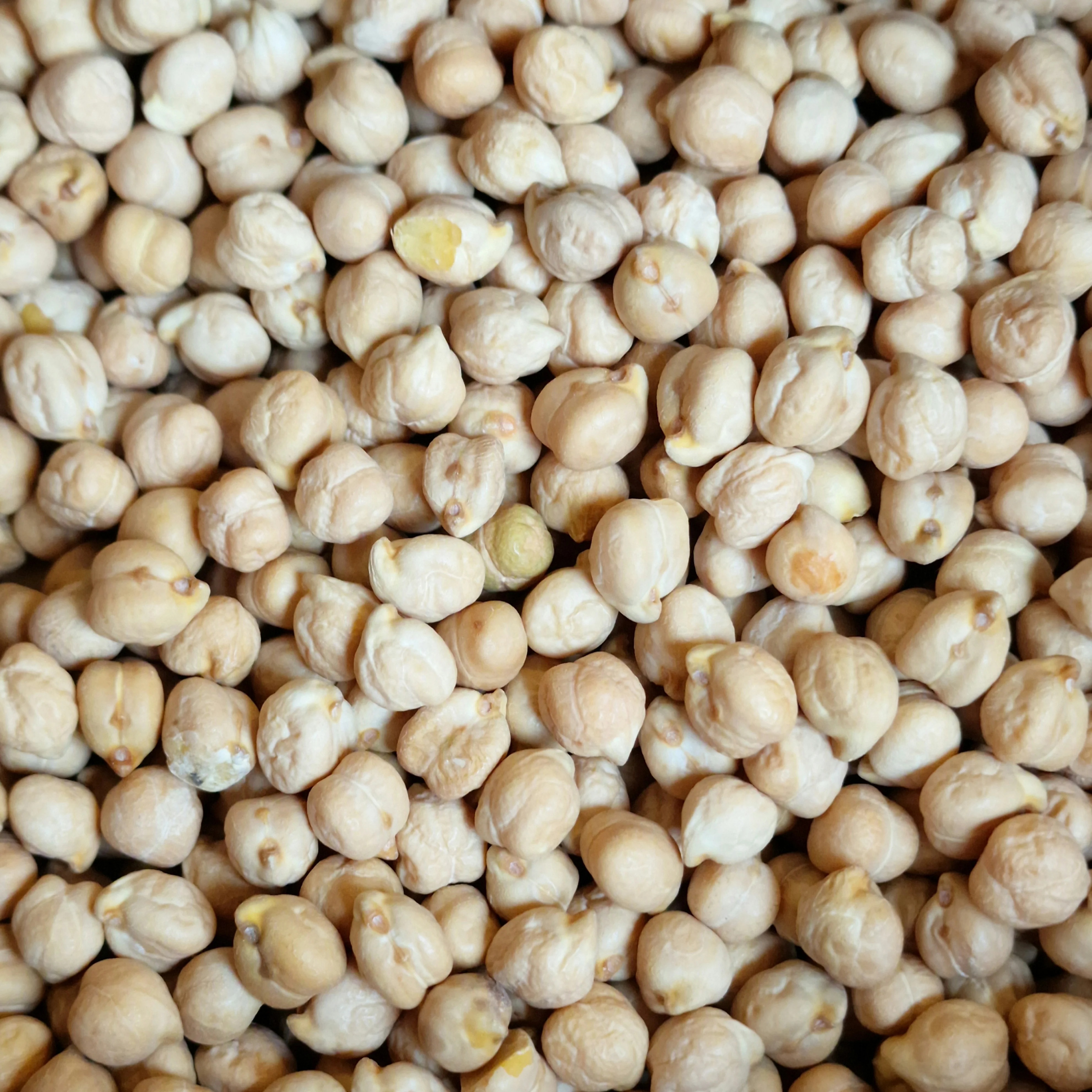 Chickpeas View 8