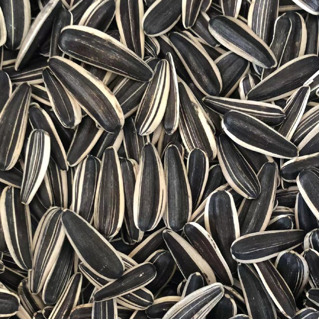 Sunflower Seed Protein Powder for Nutrition Enhancing