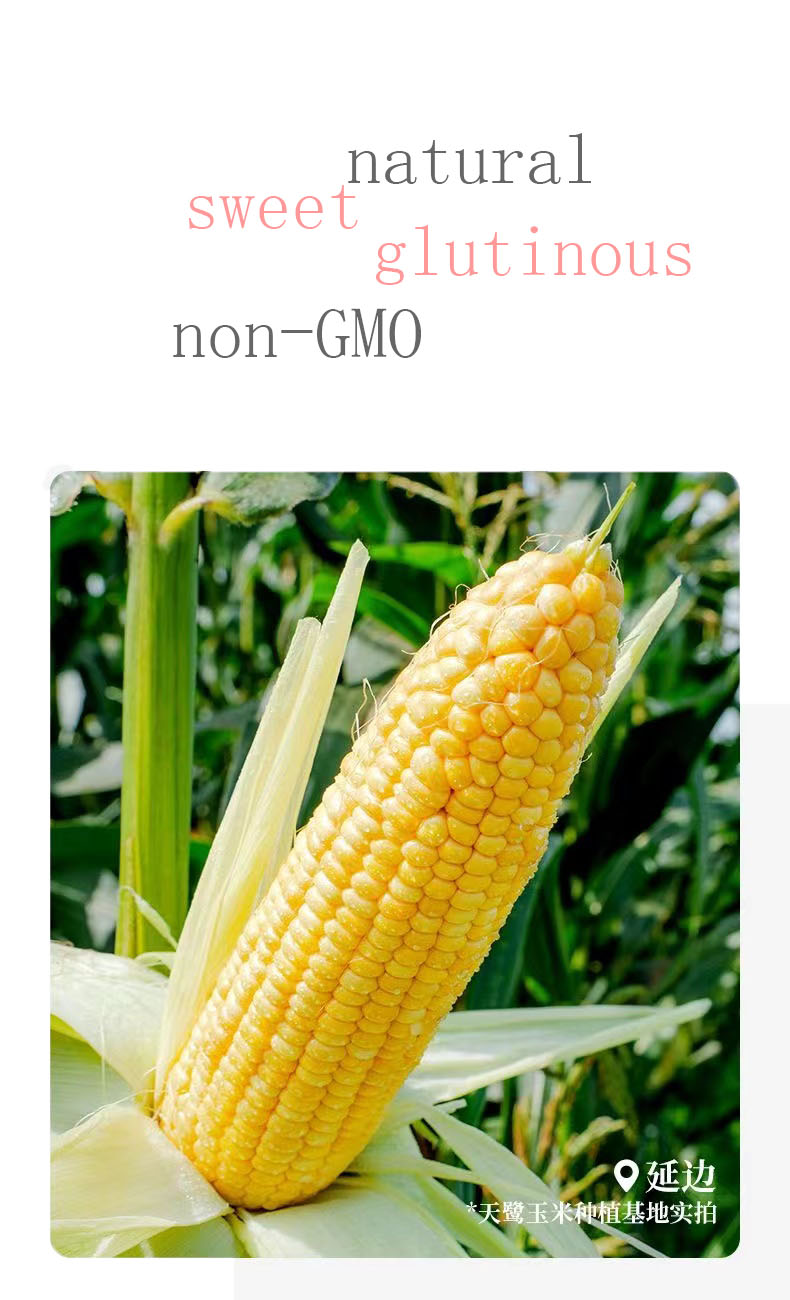 Sweet Corn Ready to Eat