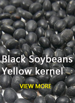 Soya Bean Type B