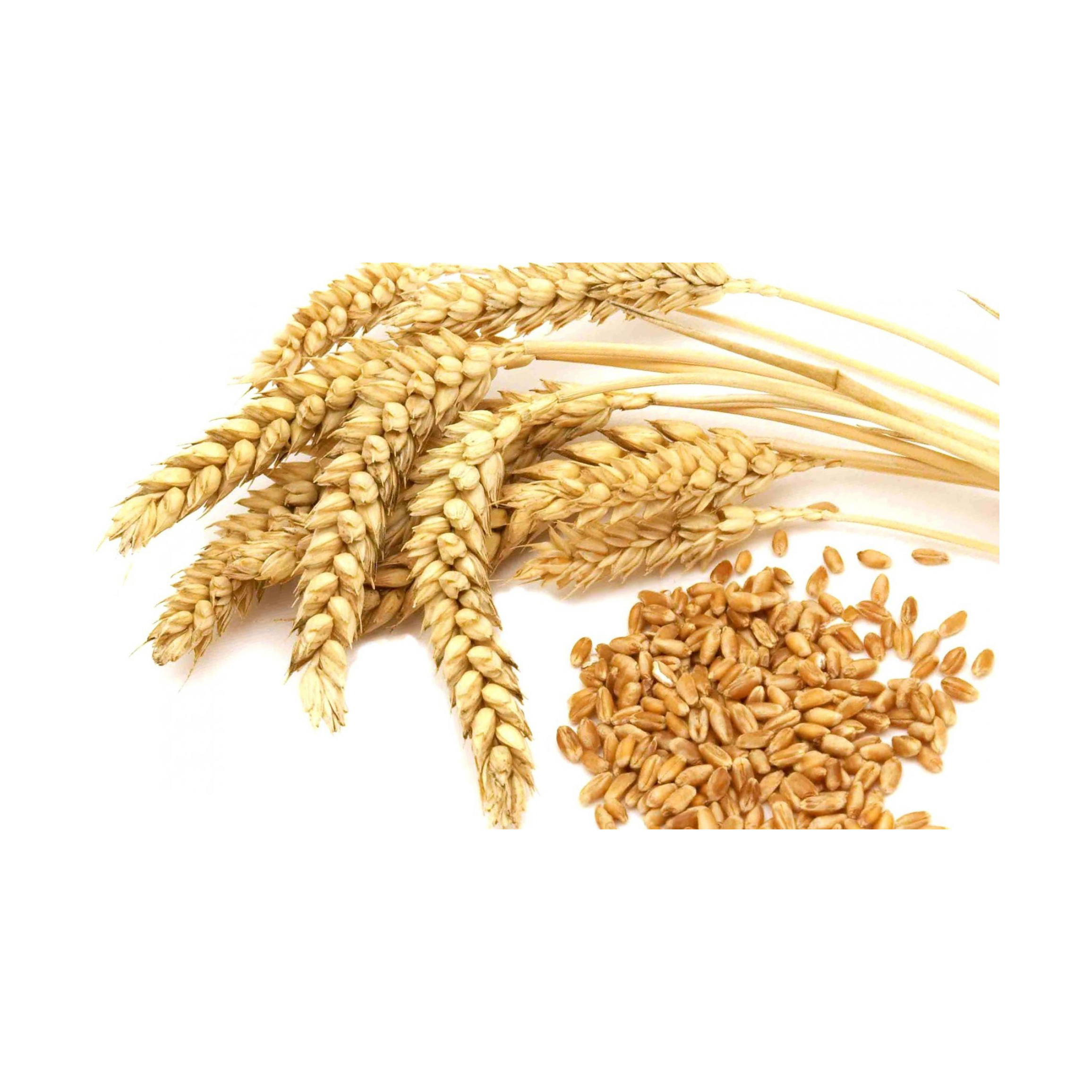 Bulk Selling Pure Protein Best Quality Organic Natural Wheat Bran Ready for Animals Feeds 1st Grade