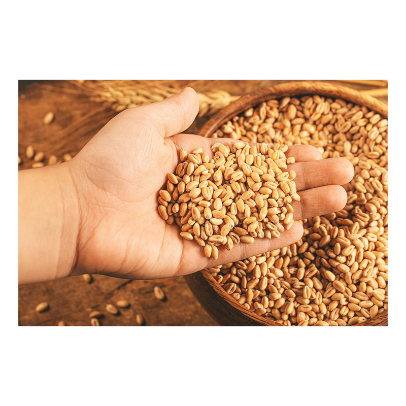 Wheat Grain Image 10