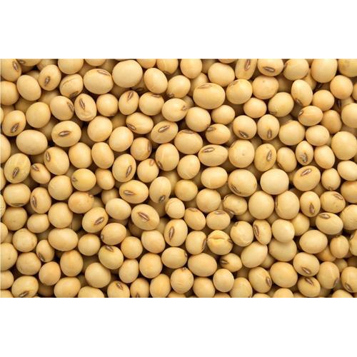 Premium Non GMO Soybeans High Protein Bulk 50kg Bags Export Quality Grade Moisture 13% Minimal Impurities Sunrise Impex 12