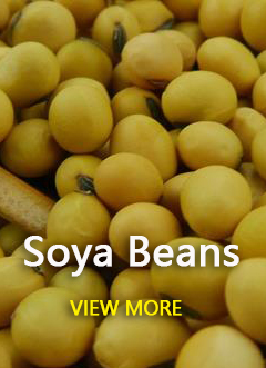 Soya Bean Type A