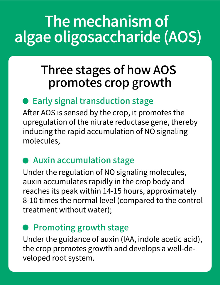 Brown algae oligosaccharide details 2