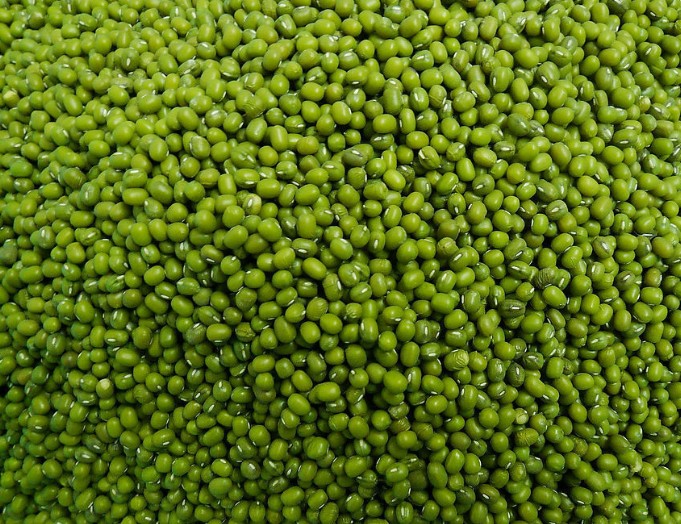 High Quality Buyers Premium Dried Bulk Natural Protein Green Mung Beans