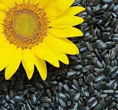 The Best Price High Quality Sunflower Seed Protein Sunflower Seed Protein 50% Seed Sunflower
