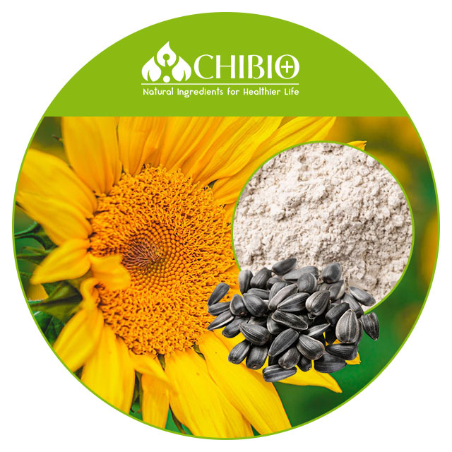 Organic Protein Sunflower Seed Protein Powder with Low Fat Protein fusion