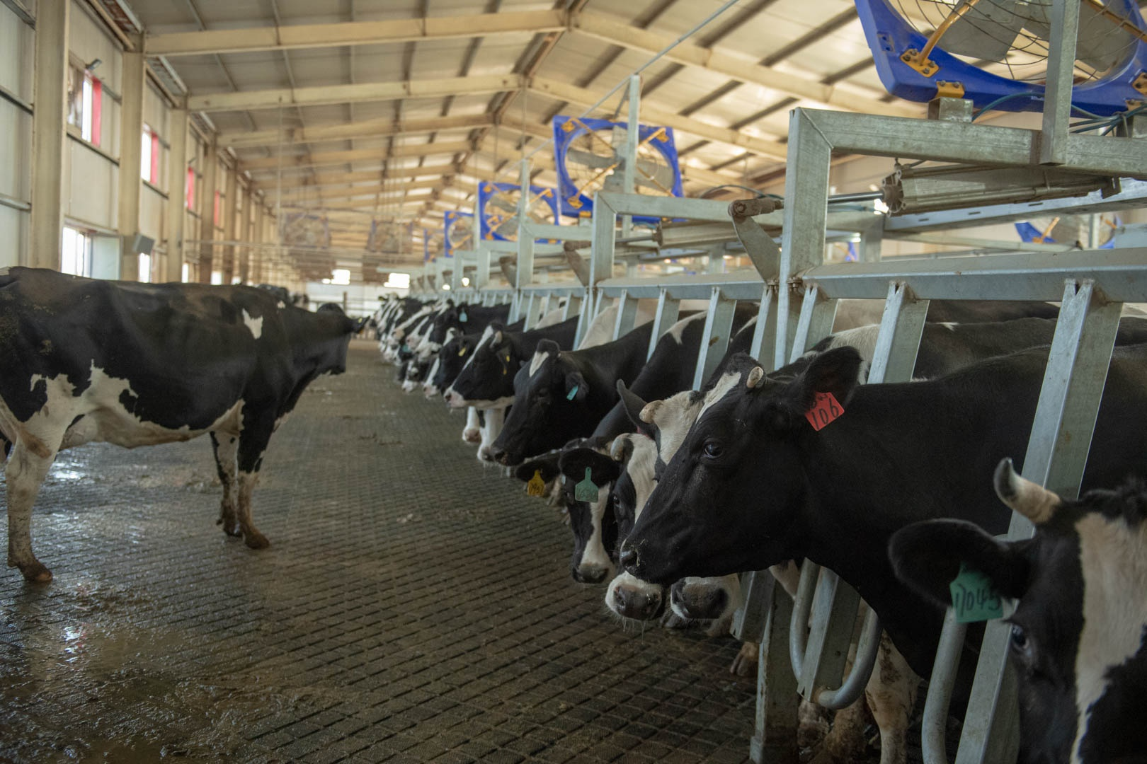 Feed Grade Concentrated Soy Protein 65% for Animals Poultry CSP