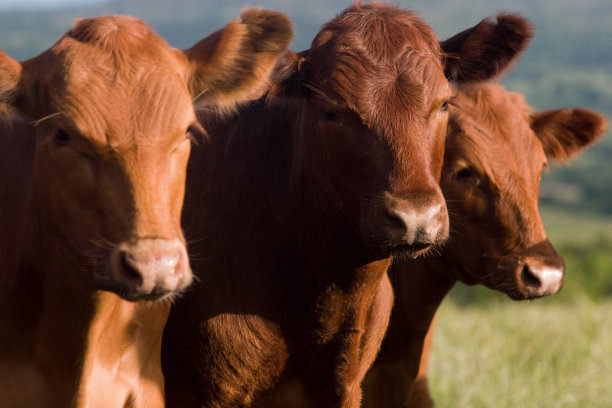Feed product application