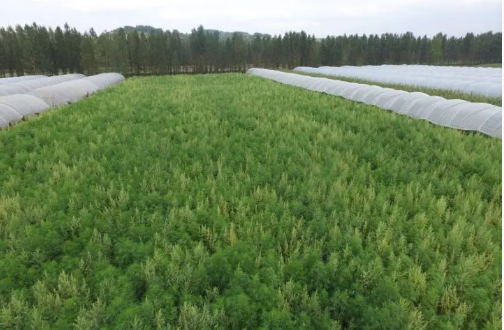 Hemp Seed Oil Description