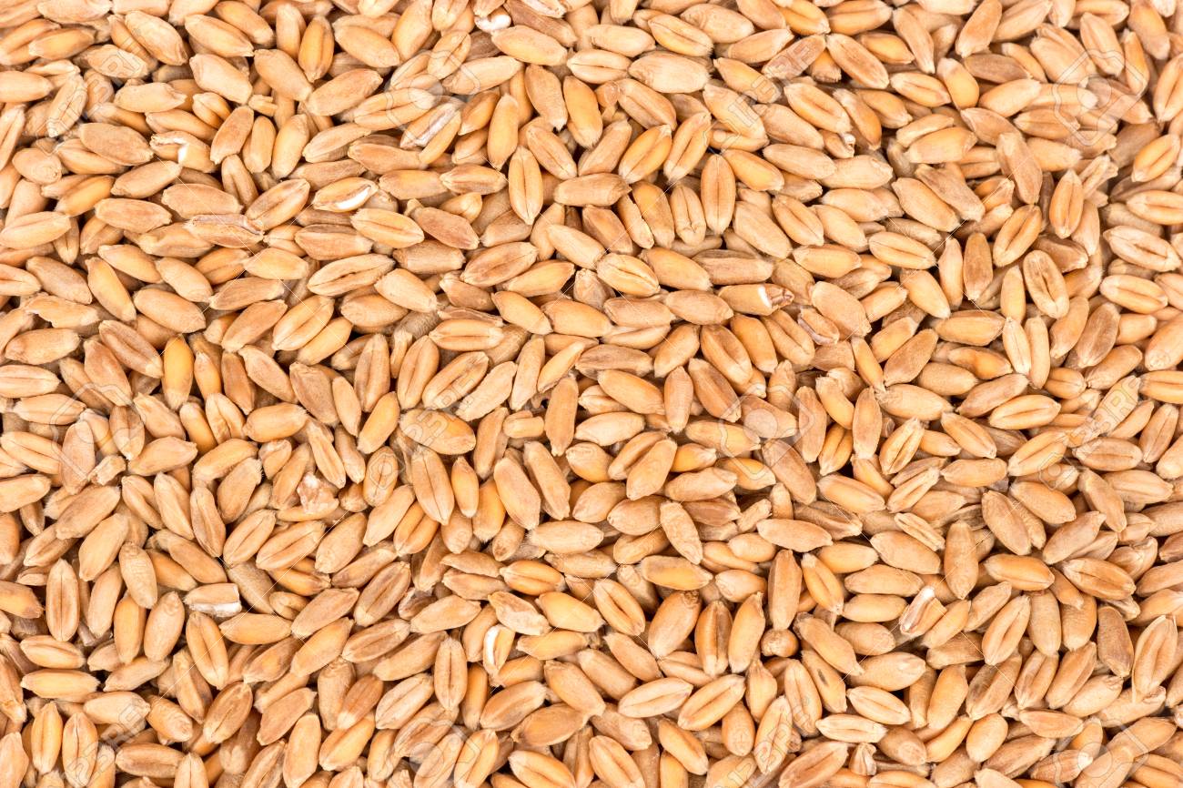 Wheat Grain Image 4