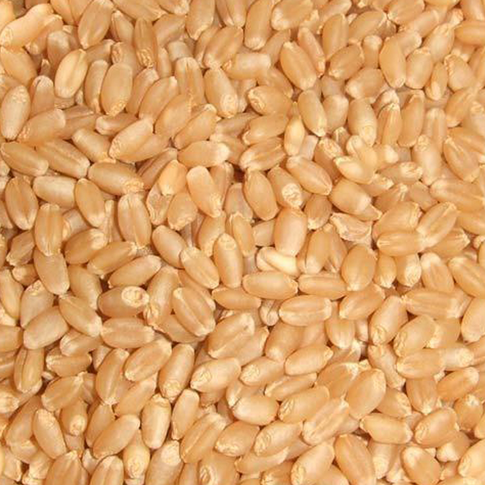 Wheat Grain Image 5