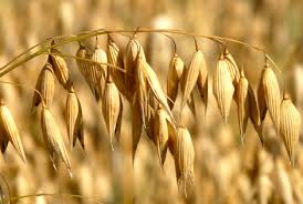 Oat Beta Glucan Applications 1