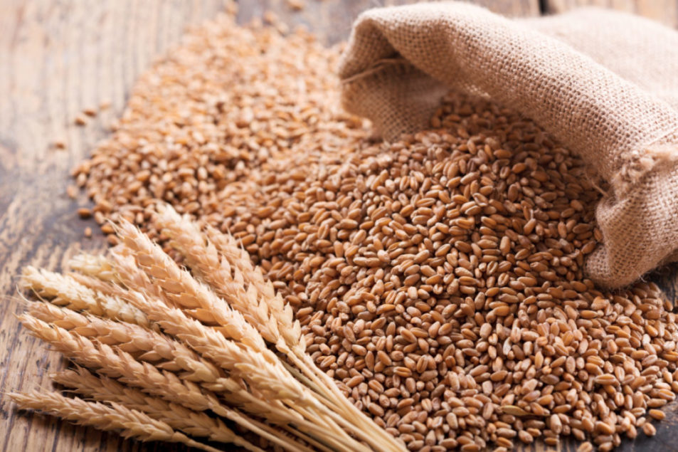Wheat Grain Image 9