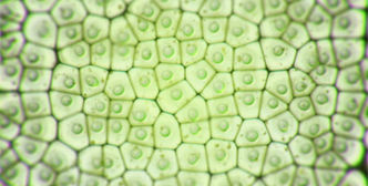 Agricultural Biotechnology Application